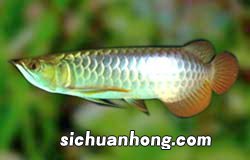 草缸能养龙鱼吗