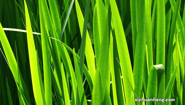 兰花叶子发黄有黑斑怎么办视频 兰花叶子发黄有黑斑怎么办