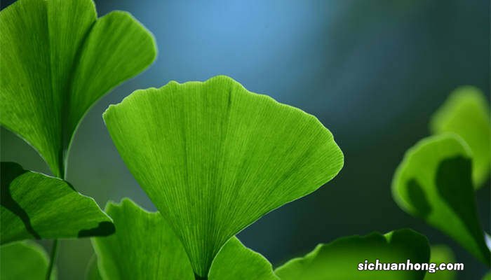 银杏是裸子植物吗银杏又叫白果吗 银杏是裸子植物吗