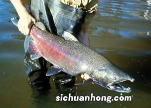 大马哈鱼是什么意思