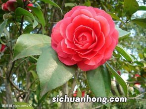 茶花叶子枯黄怎么回事