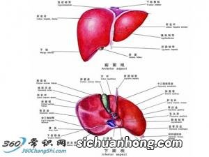 治疗各类肝病的食疗配方