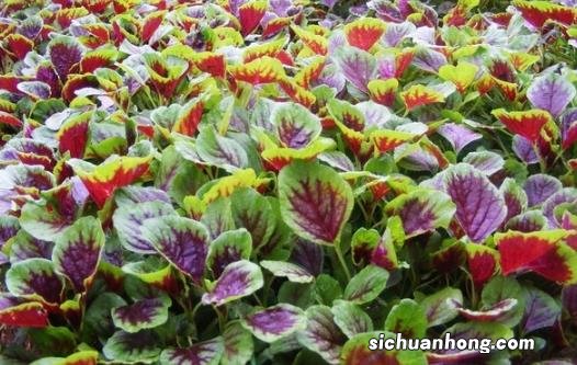 孕妇能吃海带吗 六种蔬菜孕妇不能吃