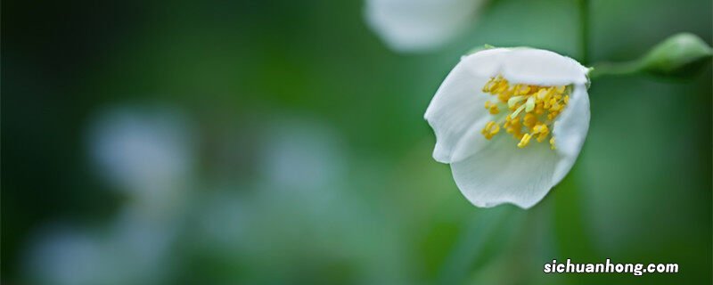 盆栽茉莉花冬天会冻死吗 茉莉花冬天会冻死吗