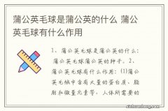 蒲公英毛球是蒲公英的什么 蒲公英毛球有什么作用