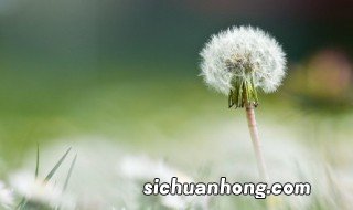 春天的草坪上有很多可爱的蒲公英毛球它们是 蒲公英的相关知识