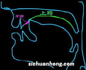 平舌音有哪些音