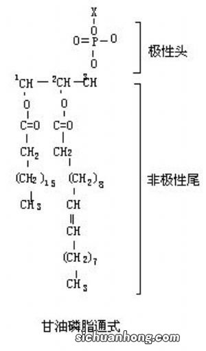 磷脂主要是哪三部分组成