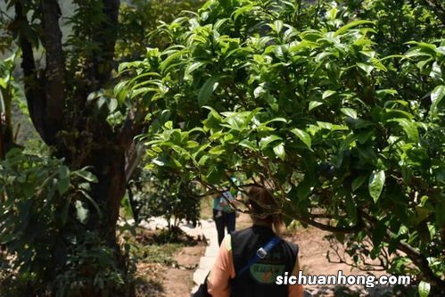 茶树一年怎么管理