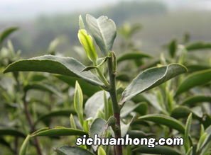茶树一年怎么管理