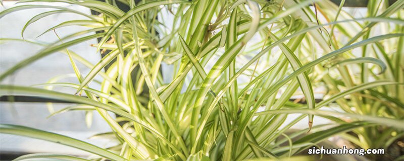 君子兰如何移栽 君子兰移栽注意事项 君子兰移栽注意事项