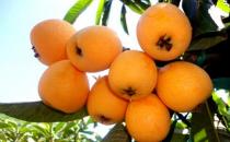 枇杷怎么保鲜？枇杷的保存方法盘点