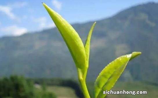 茶中佳品明前茶的独特优点 喝明前茶的注意事项