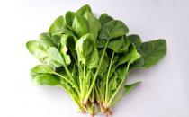 帮你挑选新鲜的好菠菜