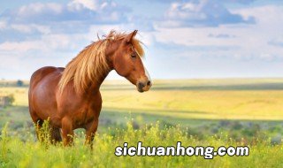 马和驴是不是同一物种 马和驴属于同一个物种吗?