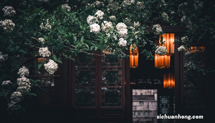 绣球花如何扦插什么季节扦插月季什 绣球花如何扦插什么季节扦插