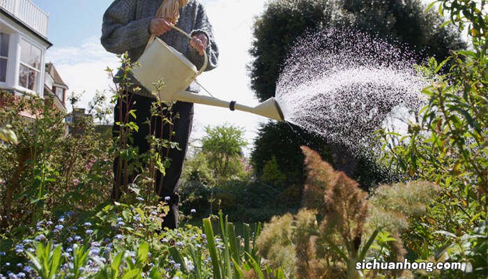 浇花应该早上浇还是晚上浇好 浇花应该早上浇还是晚上浇
