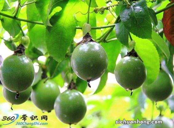 百日咳怎么治?治疗百日咳的偏方