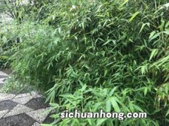 碧绿的柳条像什么一样