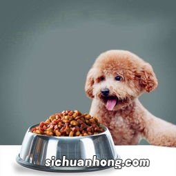 泰迪犬吃什么狗粮