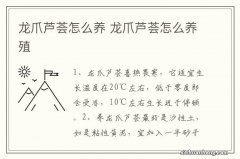 龙爪芦荟怎么养 龙爪芦荟怎么养殖