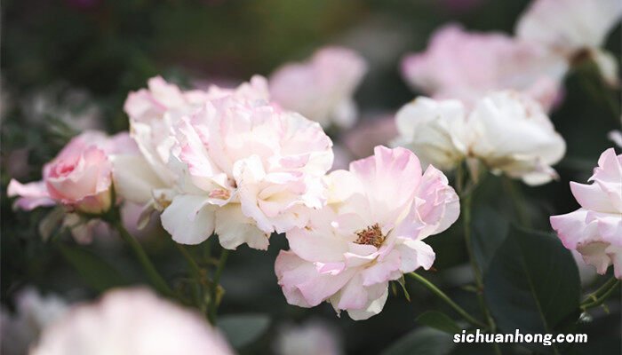 香味最浓的月季花品种 花吧 香味最浓的月季花品种