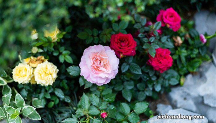 爬墙月季花种子怎么种容易发芽 月季花种子怎么种容易发芽
