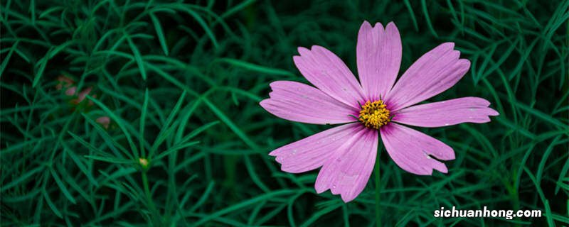 秋英和格桑花是一种花吗 秋英是格桑花吗