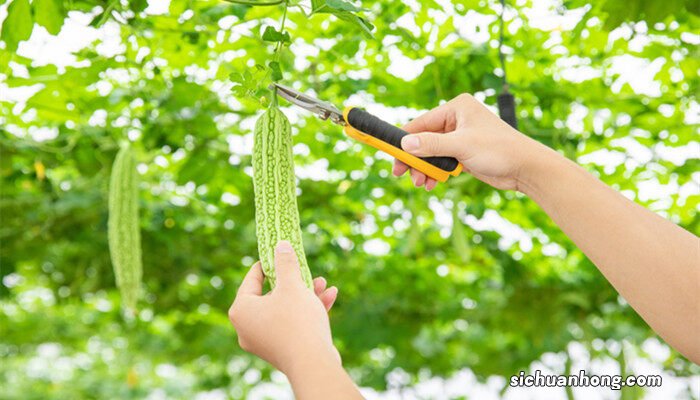 苦瓜怎么整枝打叉才能高产 苦瓜怎么整枝打叉
