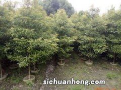 金丝楠木北方能种植吗