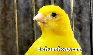 玉鸟怎么养，玉鸟怎么养不得病