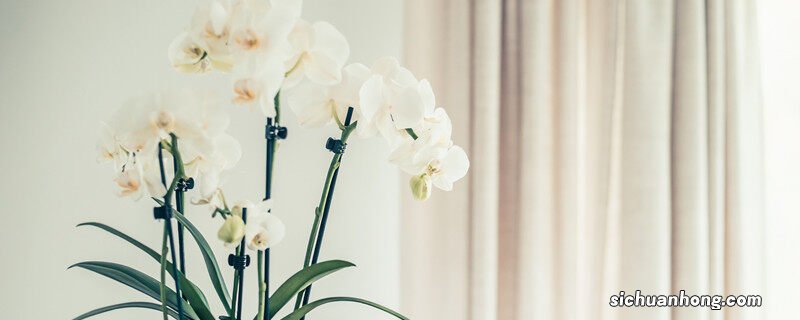 100种花的寓意和花语 寓意好的花有哪些