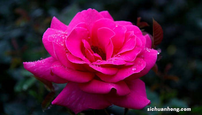 黄月季花花语及寓意 黄月季花的花语和寓意