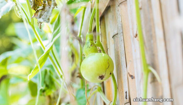 盆栽葫芦的种植方法和时间视频 盆栽葫芦的种植方法和时间