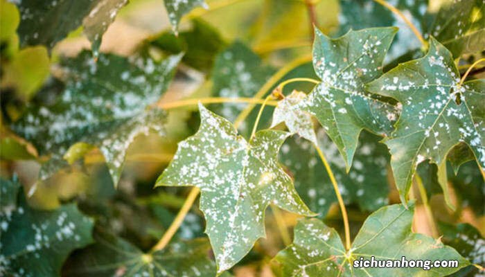 植物白粉病是什么原因