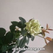 玫瑰花什么时候嫁接