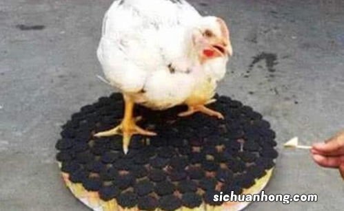 乳鸽烤多久能熟