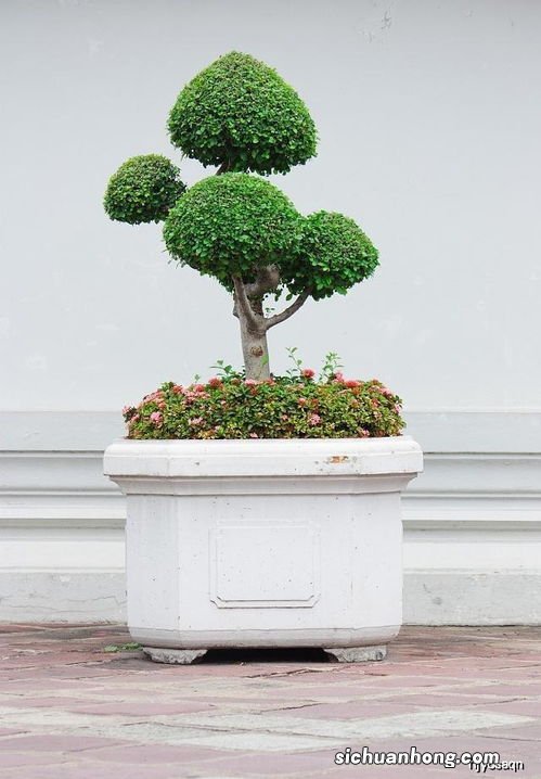 福建茶枯萎了怎么办