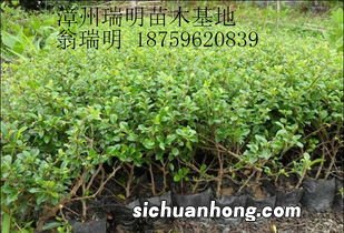 福建茶枯萎了怎么办