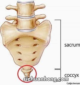 屁股后面的骨头叫做什么骨