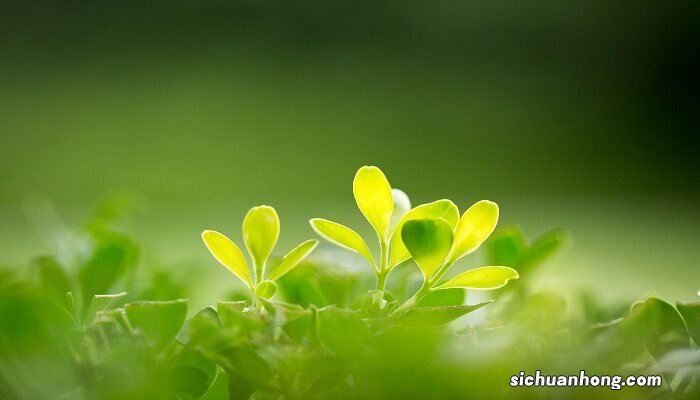 太空种子种植方法 55度水 太空种子种植方法