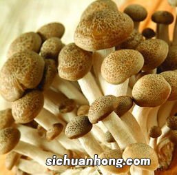 什么菇的营养价值高