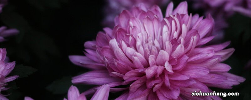 此花开尽更无花指的是什么花 此花开尽更无花此花是什么花