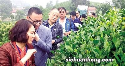 信阳毛尖女人怎么采摘