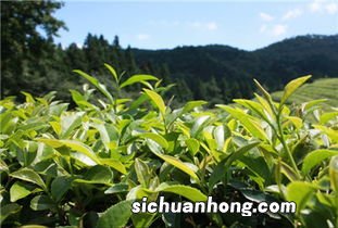 信阳毛尖女人怎么采摘
