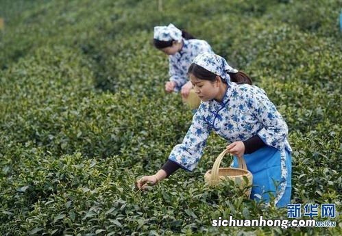 信阳毛尖女人怎么采摘