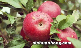 苹果的嫁接时间及方法 苹果的嫁接时间和方法