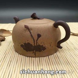 撒尿茶宠怎么养