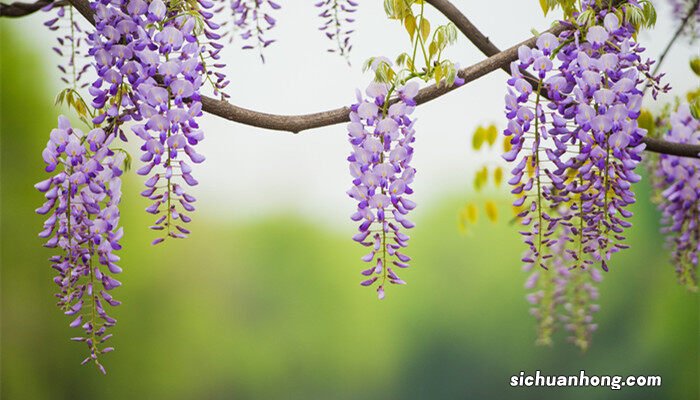 紫藤花和紫槐花的区别图片 紫藤花和紫槐花的区别