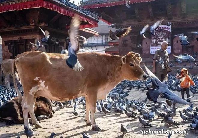 尼泊尔,神的国度~也是无数摄影爱好者的天堂